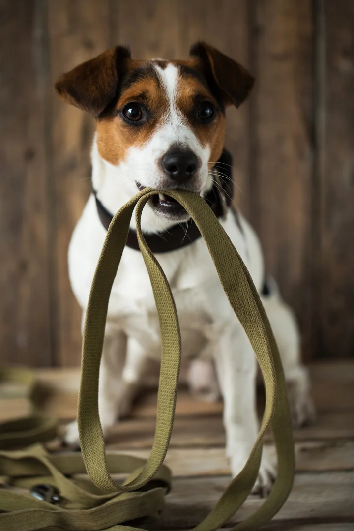 Accesorii din cânepă pentru animale de companie